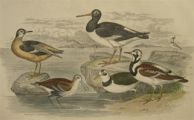 Antique Bird Print ~ Oyster Catcher, Phalarope, Dunlin, Dotterel ~ Oliver Goldsmith