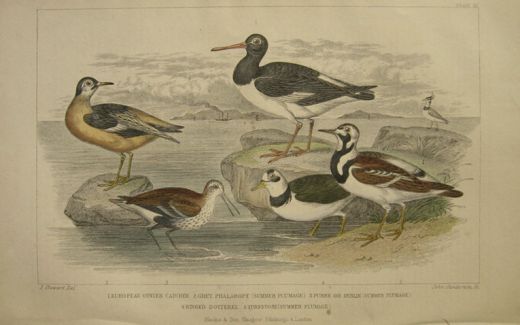 Antique Bird Print ~ Oyster Catcher, Phalarope, Dunlin, Dotterel ~ Oliver Goldsmith