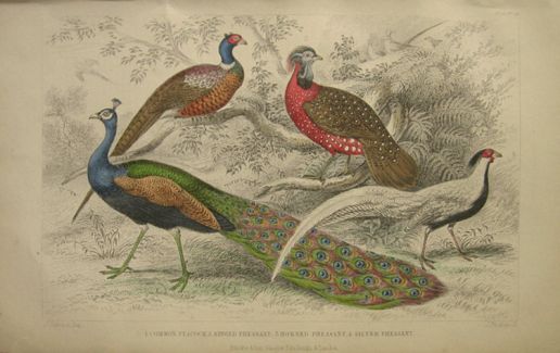 Antique Bird Print ~ Peacock, Pheasant ~ Oliver Goldsmith