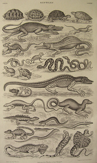 Antique Print ~ Reptiles ~ Oliver Goldsmith