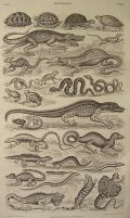 Antique Print ~ Reptiles ~ Oliver Goldsmith