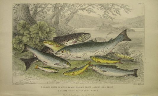 Antique Fish Print ~ Trout, Salmon, Parr ~ Oliver Goldsmith