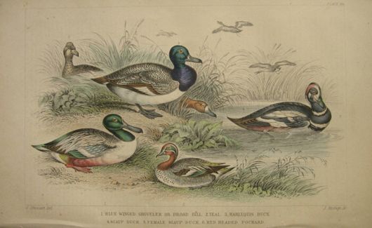 Antique Duck Print ~ Broad Bill, Teal, Harlequin, Scaup, Pochard ~ Oliver Goldsmith