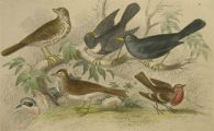 Antique Bird Print ~ Thrush, Ring-Ouzel, Blackbird, Wheat-Ear, Sky Lark, Redbreast ~ Oliver Goldsmith