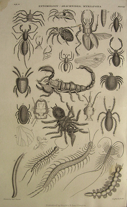 Antique Print ~ Spiders, Scorpions, Centipedes ~ Oliver Goldsmith