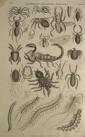Antique Print ~ Spiders, Scorpions, Centipedes ~ Oliver Goldsmith