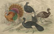 Antique Bird Print ~ Wild Turkey, Curassow ~ Oliver Goldsmith