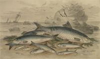 Antique Fish Print ~ Shad, Herring, Anchovy ~ Oliver Goldsmith