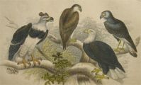 Antique Bird Print ~ Sea  Eagle, Harpy Eagle, Caracara Eagle ~ Oliver Goldsmith