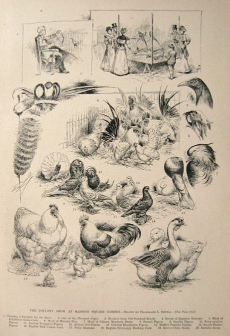 1894 Poultry Show at Madison Square Garden Antique Print