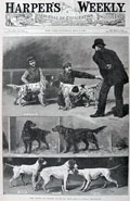 1886 Setters & Pointers at Dog Show ~ Antique Print ~ Harper's Weekly