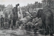 1886 Bathing Elephants in Central Park Antique Print & Article