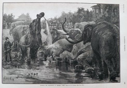 1886 Bathing Elephants in Central Park Antique Print & Article