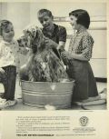 1964 Edison Electric Ad ~ English Setter