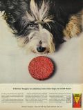 1964 Gaines Burgers Dog Food Ad ~ Bearded Collie
