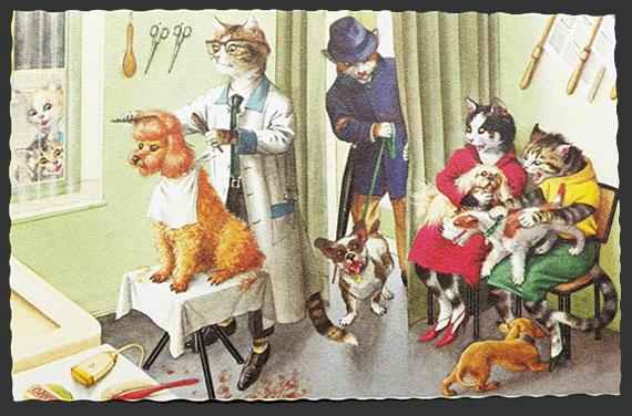 Alfred Mainzer Dressed Cats Postcard ~ Cats At The Dog Groomer