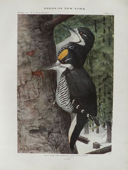 1914 Louis Fuertes Antique Bird Print ~ Arctic Three-Toed Woodpecker
