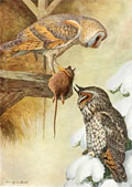 1914 Louis Fuertes Antique Bird Print ~ Barn Owl, Long-Eared Owl