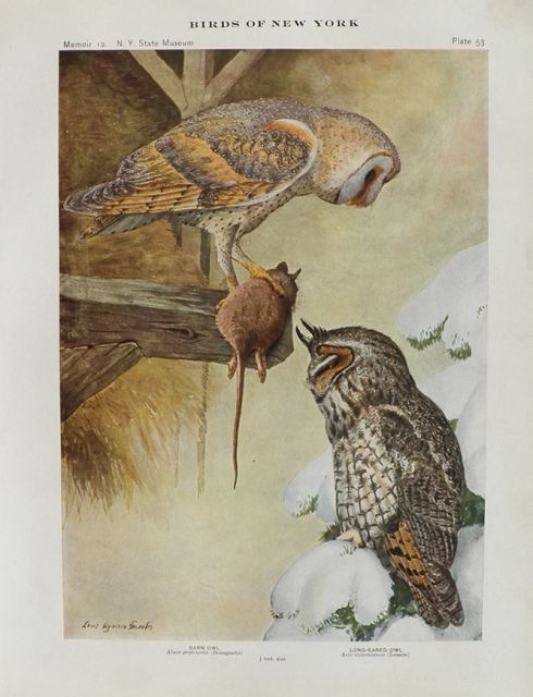 1914 Louis Fuertes Antique Bird Print ~ Barn Owl, Long-Eared Owl