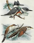 1914 Louis Fuertes Antique Bird Print ~ Cuckoo & Kingfisher