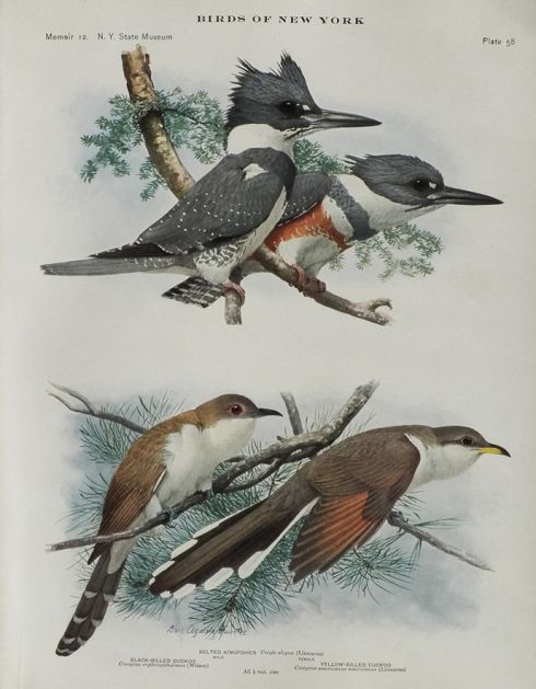 1914 Louis Fuertes Antique Bird Print ~ Cuckoo & Kingfisher