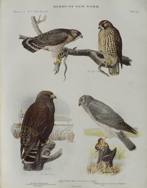 1914 Louis Fuertes Antique Bird Print ~ Hawks