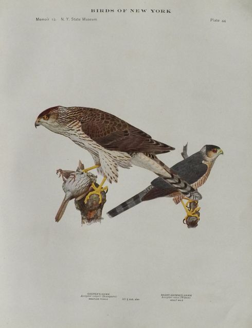 1914 Louis Fuertes Antique Bird Print ~ Cooper's & Sharp Shinned Hawk