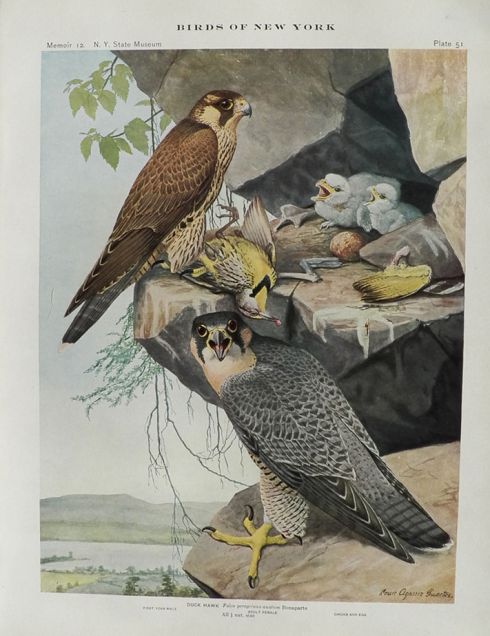 1914 Louis Fuertes Antique Bird Print ~ Duck Hawk