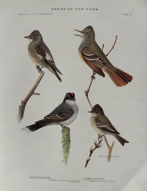 1914 Louis Fuertes Antique Bird Print ~ Crested & Olive-Sided Flycatcher