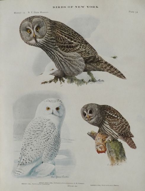 1914 Louis Fuertes Antique Bird Print ~ Snowy, Barred, & Gray Owl