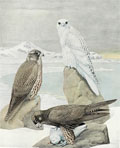 1914 Louis Fuertes Antique Bird Print ~ Gyrfalcon