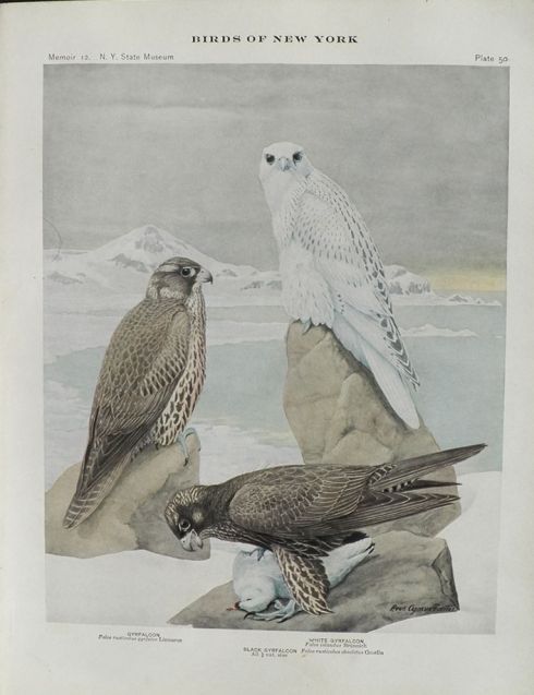 1914 Louis Fuertes Antique Bird Print ~ Gyrfalcon