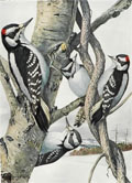 1914 Louis Fuertes Antique Bird Print ~ Hairy & Downy Woodpecker