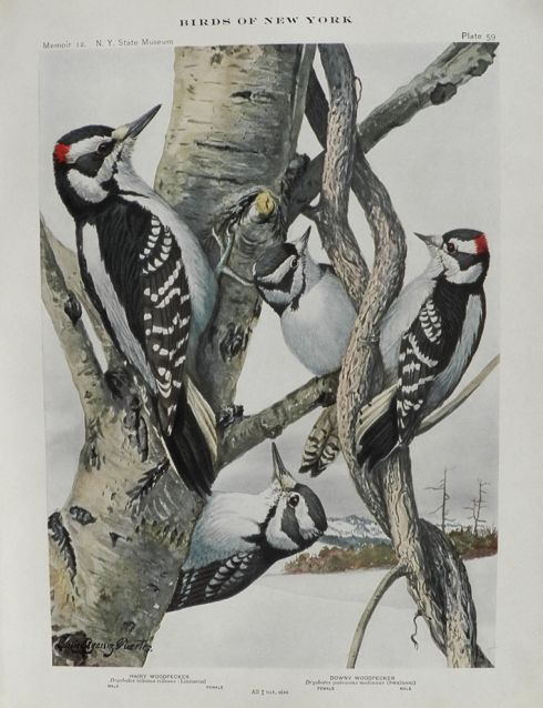 1914 Louis Fuertes Antique Bird Print ~ Hairy & Downy Woodpecker