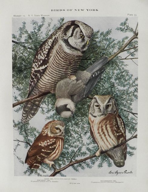 1914 Louis Fuertes Antique Bird Print ~ Owls