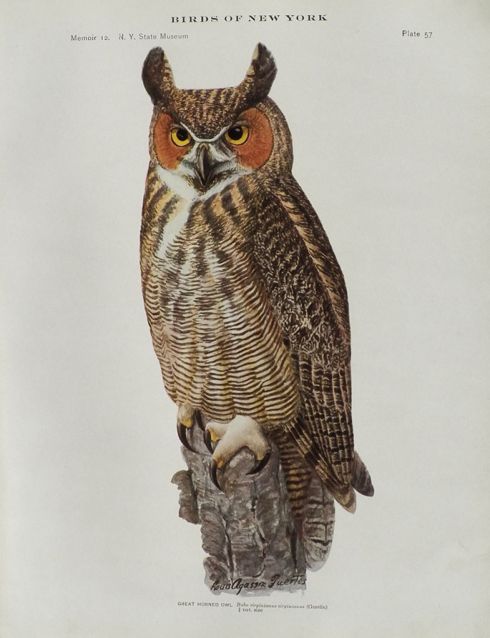 1914 Louis Fuertes Antique Bird Print ~ Great Horned Owl