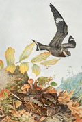 1914 Louis Fuertes Antique Bird Print ~ Nighthawk, Whip-Poor-Will