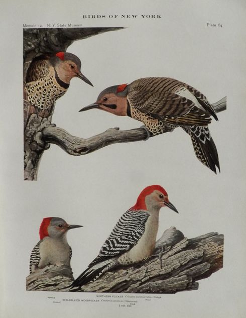 1914 Louis Fuertes Antique Bird Print ~ Red-Bellied Woodpecker, Flicker