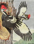 1914 Louis Fuertes Antique Bird Print ~ Pileated Woodpecker
