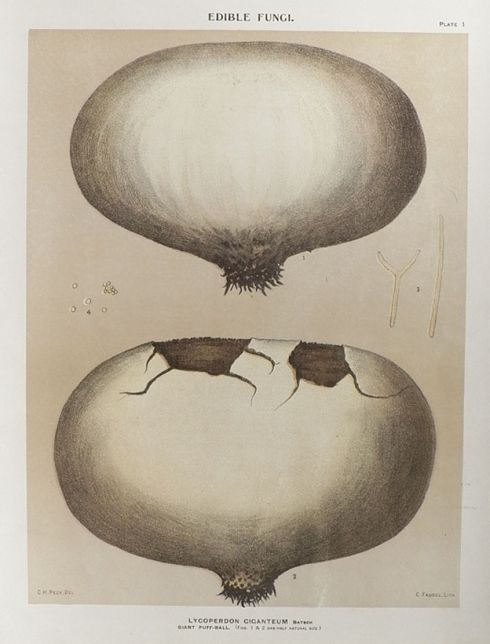 1897 Charles Peck Mushroom Print ~ Gian Puff-Ball
