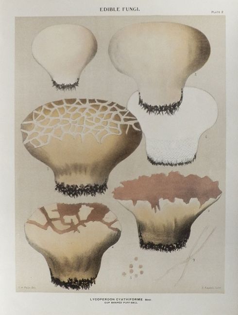 1897 Charles Peck Mushroom Print ~ Cup Shaped Puff-Ball