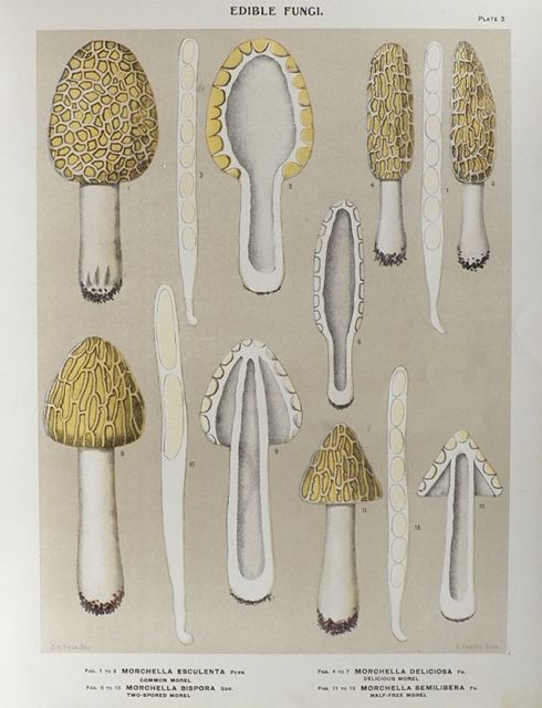 1897 Charles Peck Mushroom Print ~ 4 Types of Morel