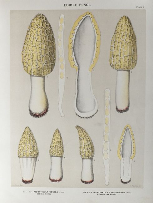1897 Charles Peck Mushroom Print ~ Morel