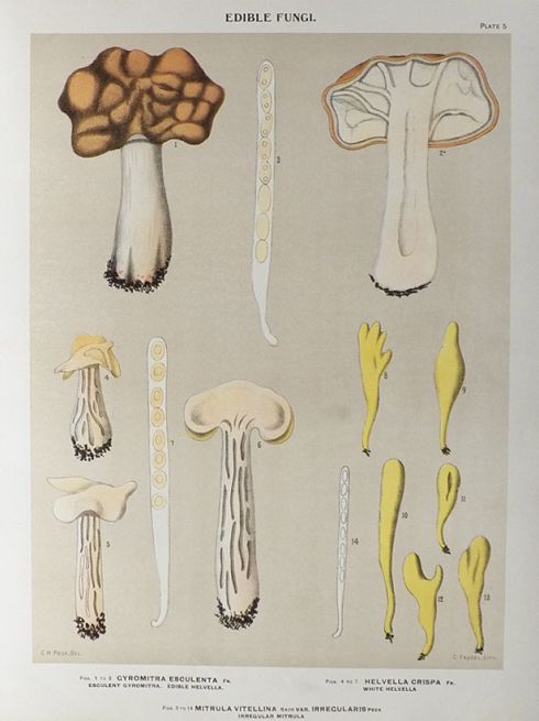 1897 Charles Peck Mushroom Print ~ Helvella, Mitrula