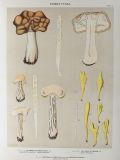 1897 Charles Peck Mushroom Print ~ Helvella, Mitrula