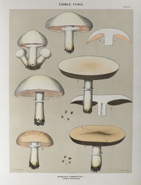1897 Charles Peck Mushroom Print ~ Common Mushroom