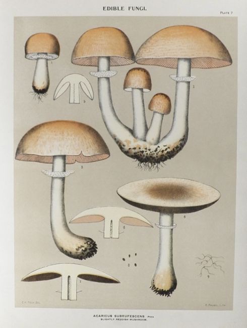 1897 Charles Peck Mushroom Print ~ Slightly Reddish Mushroom