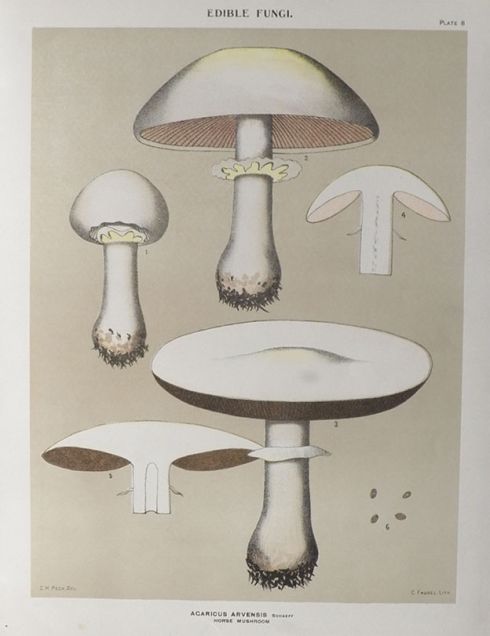 1897 Charles Peck Mushroom Print ~ Horse Mushroom