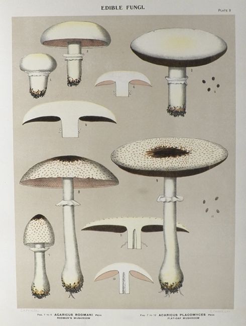 1897 Charles Peck Mushroom Print ~ Rodman's, Flat-Cap