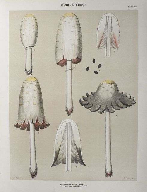 1897 Charles Peck Mushroom Print ~ Shaggy Coprinus